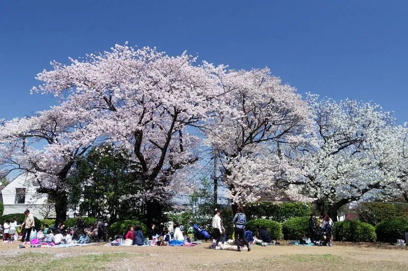 🌳 타마가와다이 공원 이미지 2
